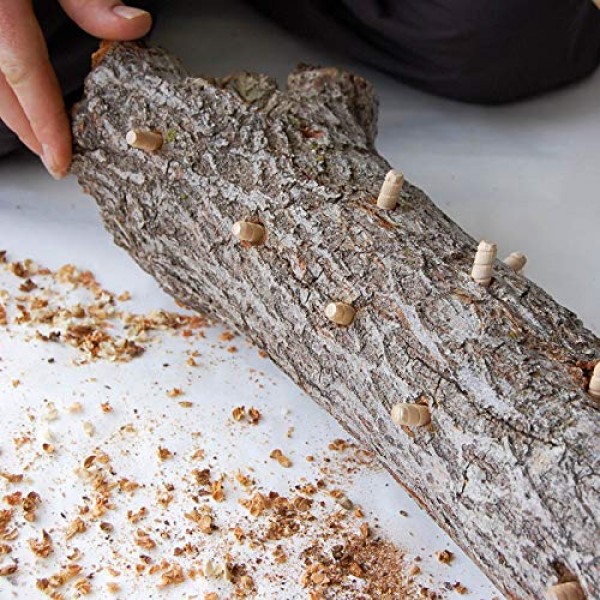 Mushroom Mojo Shiitake Mushroom Log - 12 Inch - Grow Edible Gourme...