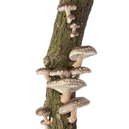 Mushroom Mojo Shiitake Mushroom Log - 12 Inch - Grow Edible Gourme...