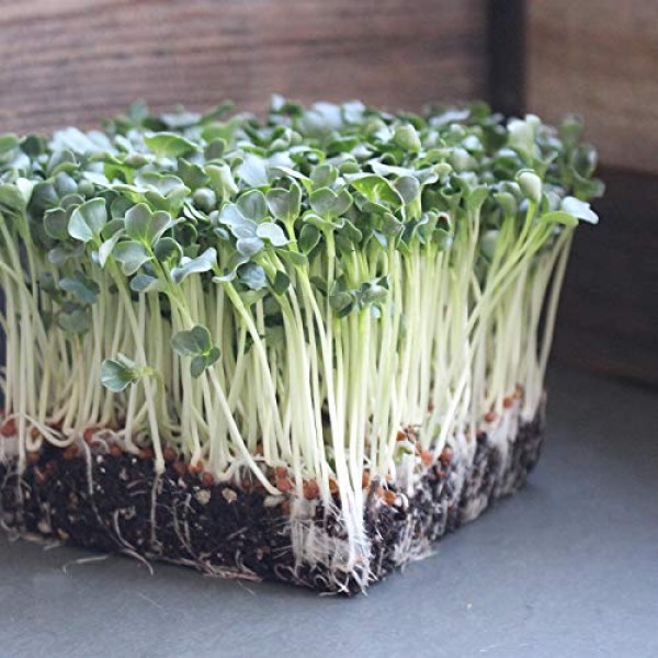 Organic Daikon Radish Sprouting Seeds - 1 Lb Seed Pouch - Non-GMO,...
