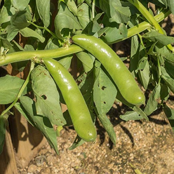 Organic Sprouting Fava Bean Seeds - 1 Lb - Non-GMO - Heirloom - fo...