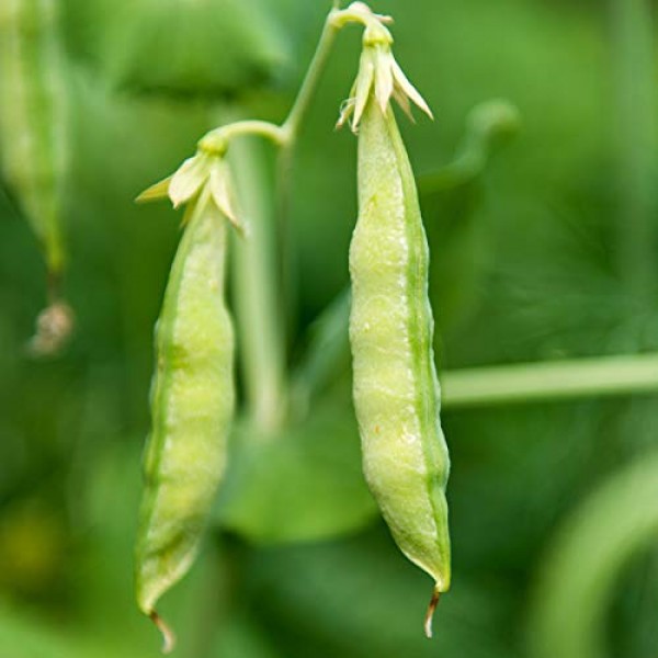 Organic Yellow Pea Sprouting Seeds - 5 Lb - Non-GMO, Heirloom - Mi...