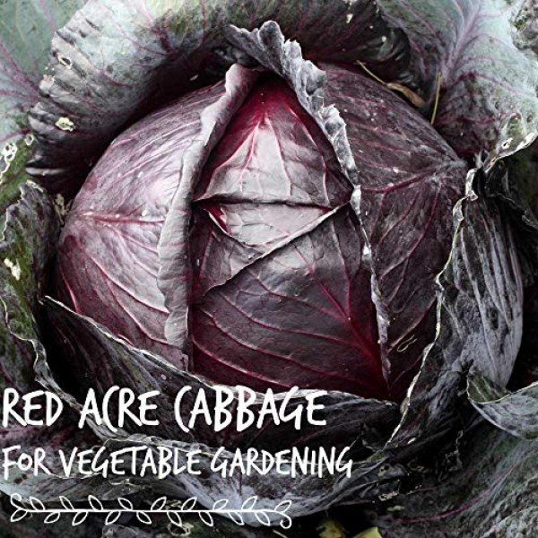 Red Acre Cabbage Seeds: 1 Lb - Non-GMO, Chemical Free Sprouting Se...