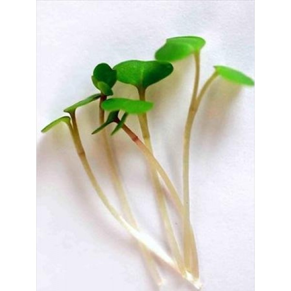 Red Russian Kale Seeds: 1 Lb - Non-GMO Vegetable Garden & Microgre...