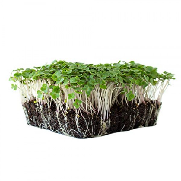 Red Russian Kale Seeds: 1 Lb - Non-GMO Vegetable Garden & Microgre...