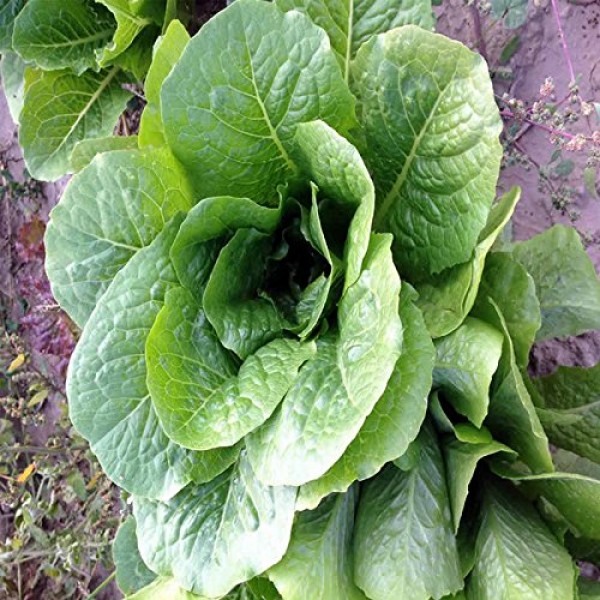 Romaine Lettuce Seeds - Parris Island Cos Variety - 1 Lb - Heirloo...