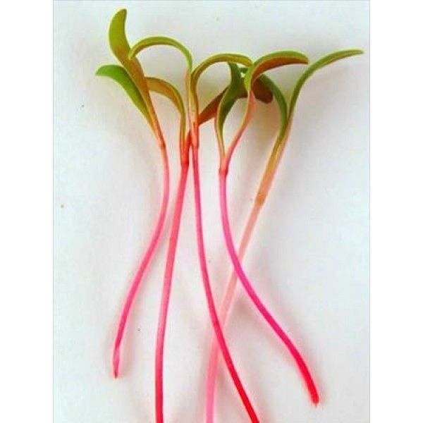 Ruby Red Swiss Chard Seeds: 1 Lb - Vegetable Garden & Micro Greens...