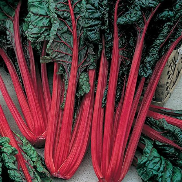 Ruby Red Swiss Chard Seeds: 1 Lb - Vegetable Garden & Micro Greens...
