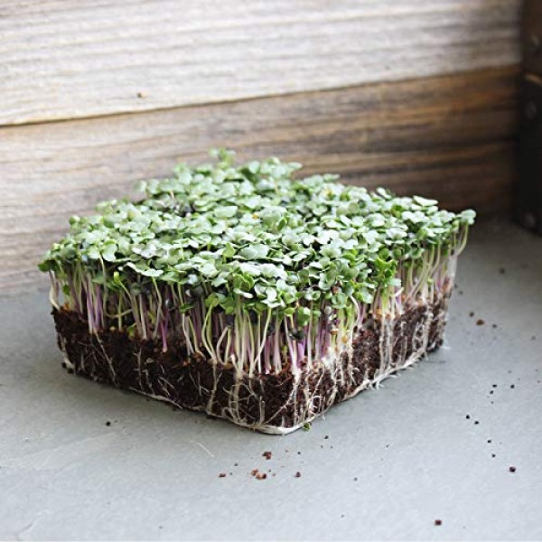 Spicy Micro Salad Mix Microgreens Seeds: 1 Lb - Non-GMO Seed Blend...