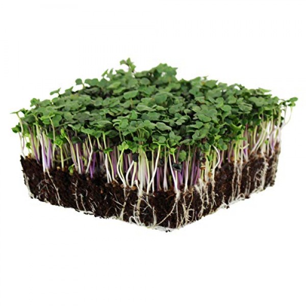Spicy Micro Salad Mix Microgreens Seeds: 1 Lb - Non-GMO Seed Blend...