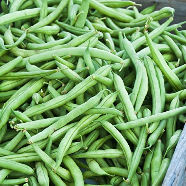 Strike Bush Bean Seeds - 1 Lb - Non-GMO, Heirloom Green Snap Bean ...
