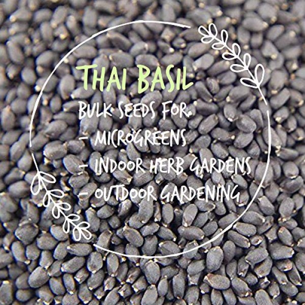Thai Basil Seeds - Bulk Herb Seeds for Growing Microgreens, Indoor...