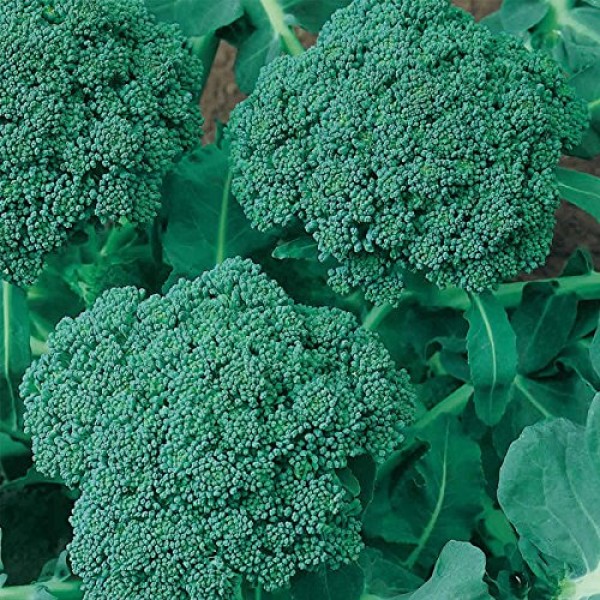 Waltham 29 Broccoli Seeds | Non-GMO Bulk Heirloom Broccoli Seeds f...