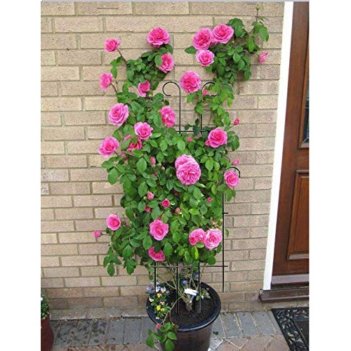 MTB Black Coated Wave Pot Trellis Panel 31 Inch Plant Stakes for C...