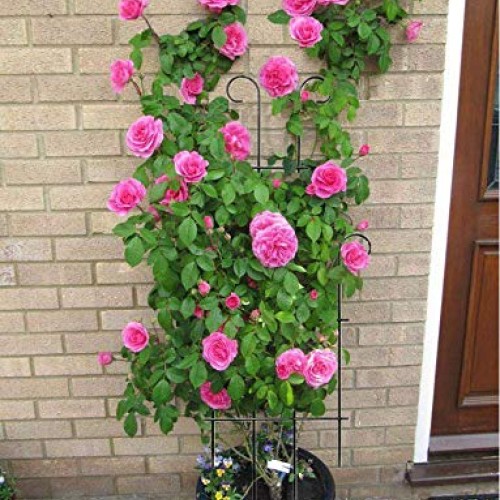 MTB Black Coated Wave Pot Trellis Panel 31 Inch Plant Stakes for C...