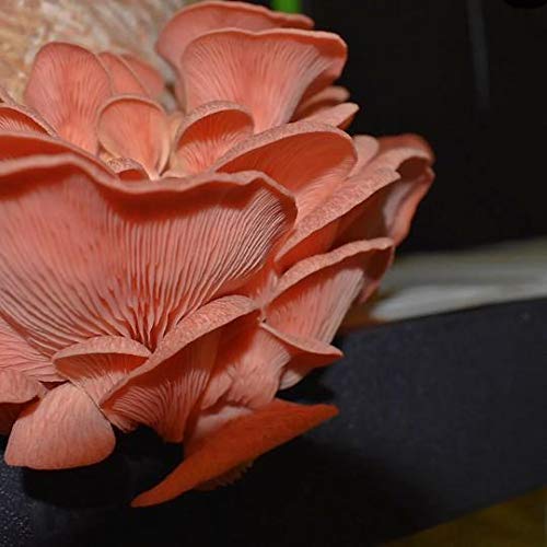 MushRoomMediaOnline - 100% Oak Mushroom Pellets Substrate