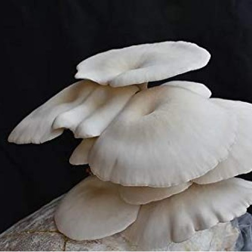 MushRoomMediaOnline - 100% Oak Mushroom Pellets Substrate