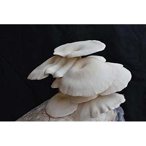 MushRoomMediaOnline - 100% Oak Mushroom Pellets Substrate