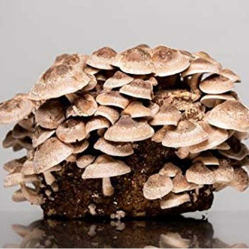 MushRoomMediaOnline - 100% Oak Mushroom Pellets Substrate
