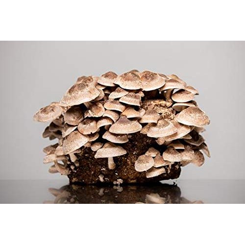 MushRoomMediaOnline - 100% Oak Mushroom Pellets Substrate