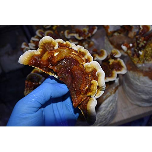 Unicorn Bag 14A for Mushroom Growers - 50 Count