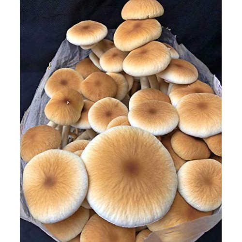 Unicorn Bag 14A for Mushroom Growers - 50 Count