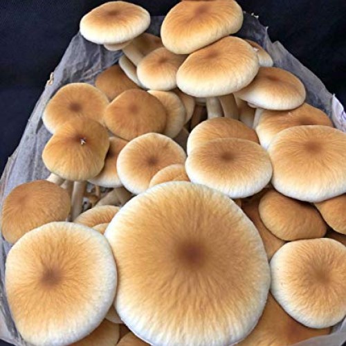Unicorn Bag 14A for Mushroom Growers - 50 Count