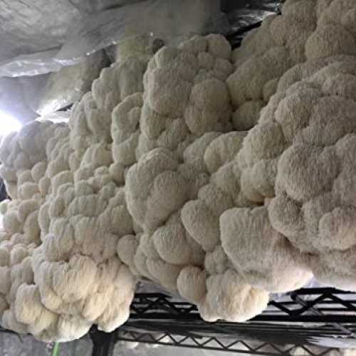 Unicorn Bag 14A for Mushroom Growers - 50 Count