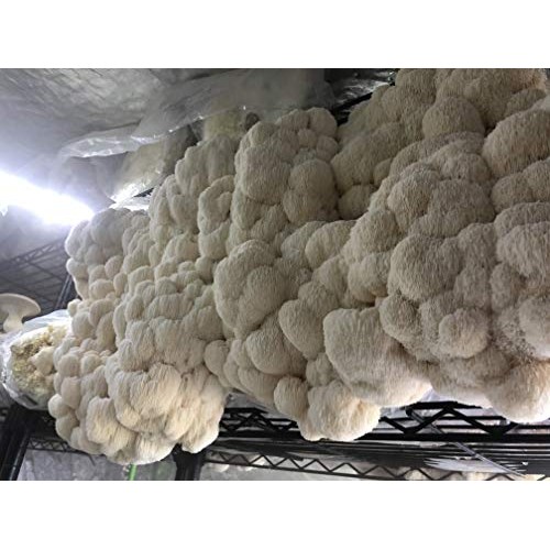 Unicorn Bag 14A for Mushroom Growers - 50 Count