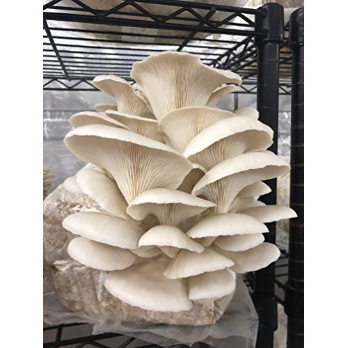 Unicorn Bag 14A for Mushroom Growers - 50 Count