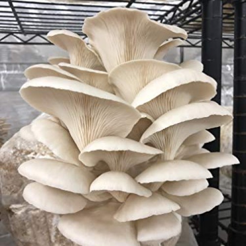 Unicorn Bag 14A for Mushroom Growers - 50 Count