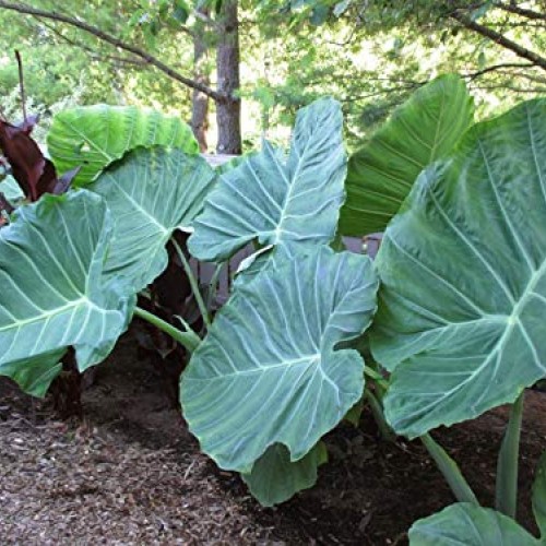 Live Bulbs Colocasia gigantea Thailand Giant Thai Giant Elephant E...
