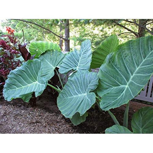 Live Bulbs Colocasia gigantea Thailand Giant Thai Giant Elephant E...