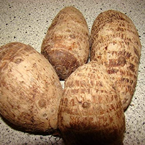 Live Bulbs Colocasia gigantea Thailand Giant Thai Giant Elephant E...