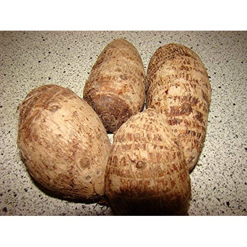 Live Bulbs Colocasia gigantea Thailand Giant Thai Giant Elephant E...