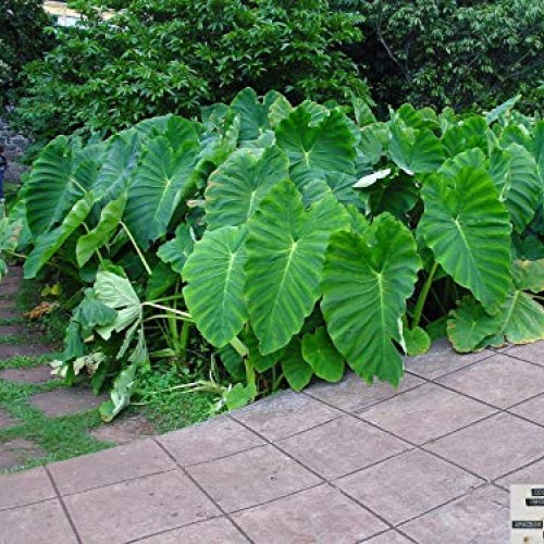 Live Bulbs Colocasia gigantea Thailand Giant Thai Giant Elephant E...