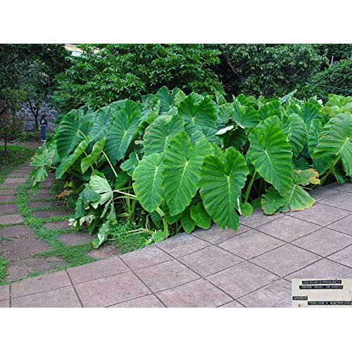 Live Bulbs Colocasia gigantea Thailand Giant Thai Giant Elephant E...