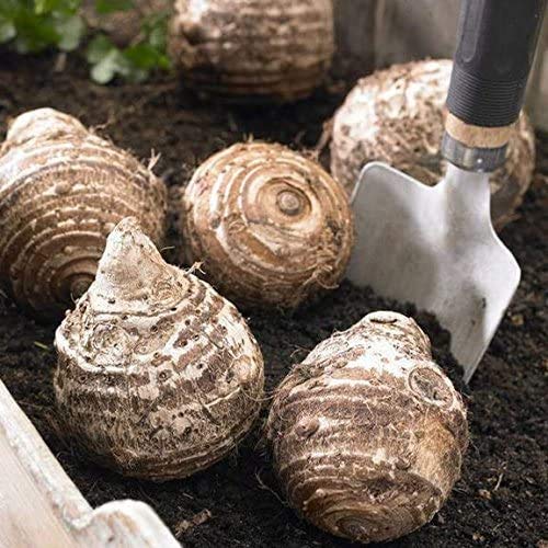 Live Bulbs Colocasia gigantea Thailand Giant Thai Giant Elephant E...