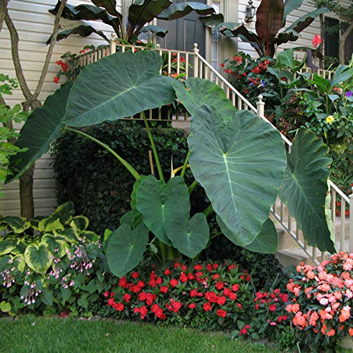 Live Bulbs Colocasia gigantea Thailand Giant Thai Giant Elephant E...