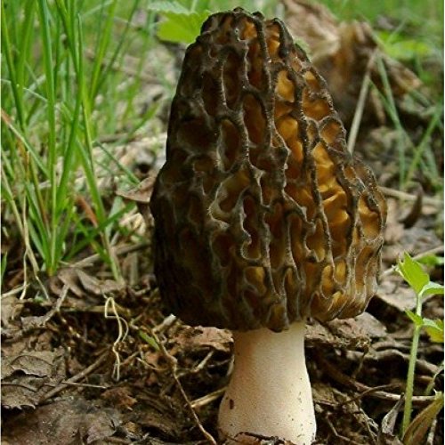Black Morel Morchella angusticeps-Mushroom Liquid Culture 10cc S...