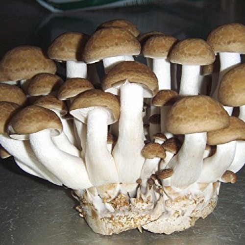 Brown Beech Hypsizygus tessellatus-Mushroom Liquid Culture 10cc ...