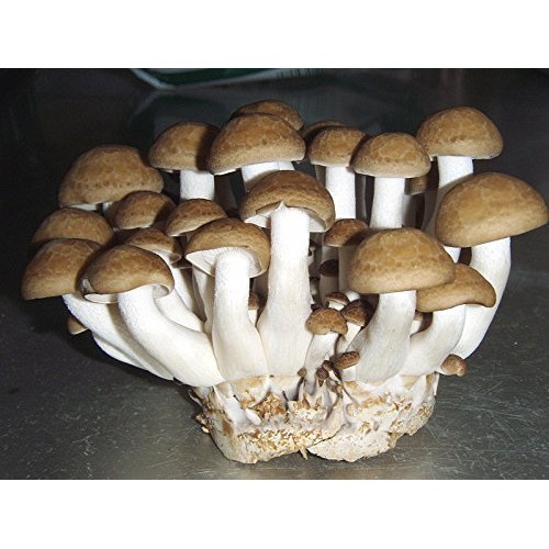 Brown Beech Hypsizygus tessellatus-Mushroom Liquid Culture 10cc ...