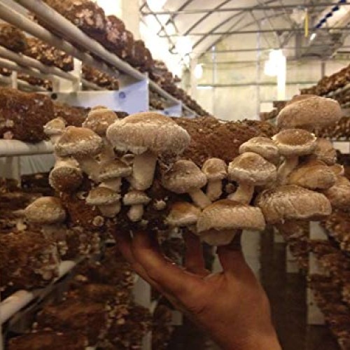 GEOPONICS Shiitake Mushroom-75 dowels/Plugs- Easy to Grow Indoor o...