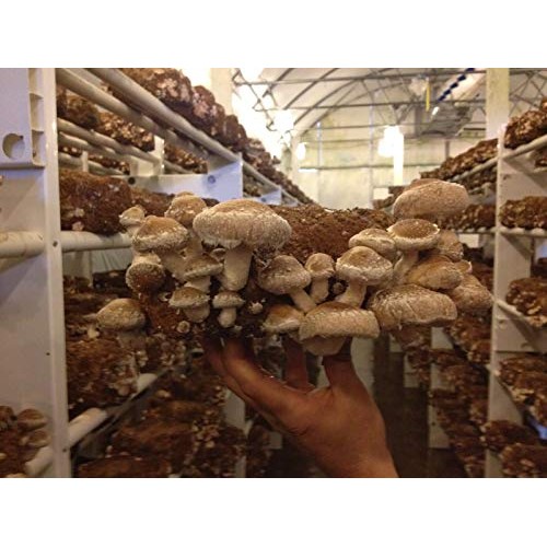 GEOPONICS Shiitake Mushroom-75 dowels/Plugs- Easy to Grow Indoor o...