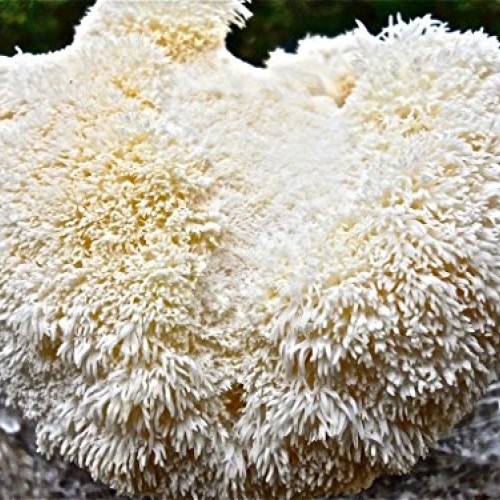 Lions Mane Mushroom Plug Spawn -75 dowels/Growing Plugs- Easy and...