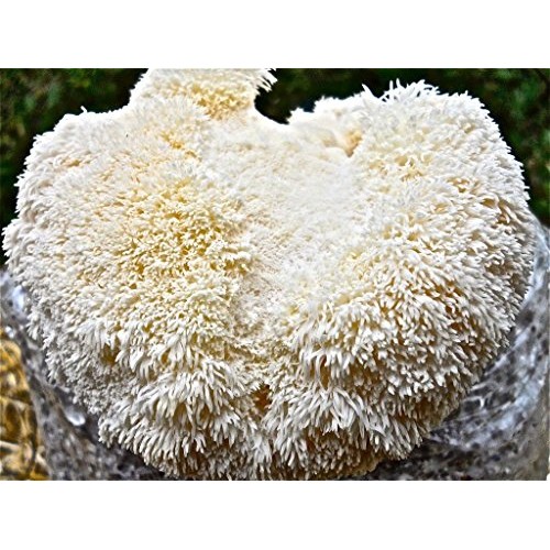 Lions Mane Mushroom Plug Spawn -75 dowels/Growing Plugs- Easy and...