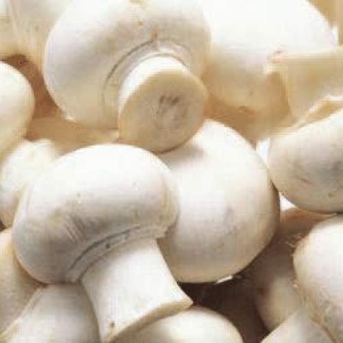 White Button Mushroom Agaricus Bisporus - Mushroom LC 10cc Syringe