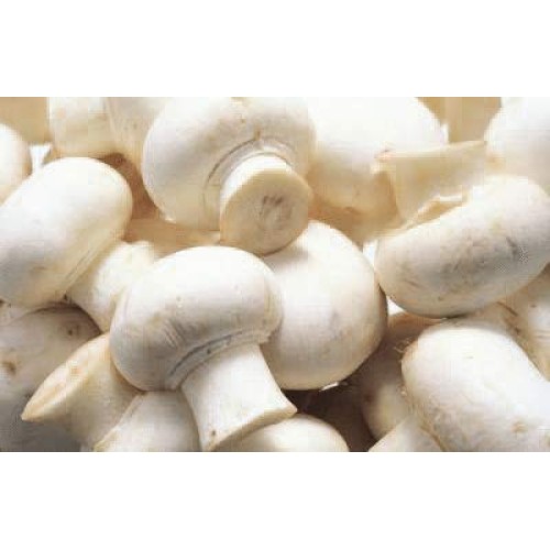 White Button Mushroom Agaricus Bisporus - Mushroom LC 10cc Syringe