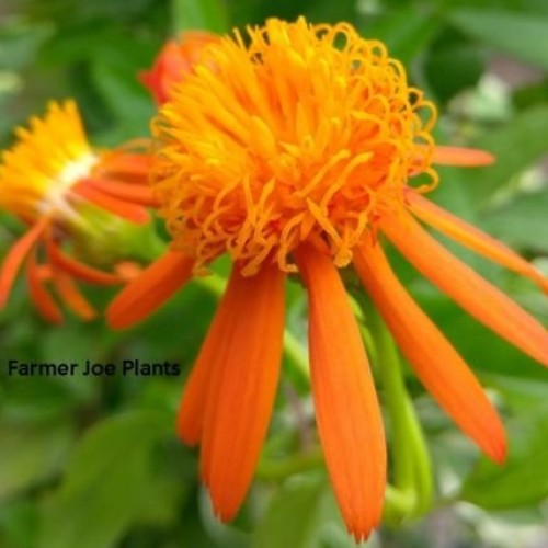 Mexican Flame Vine -Pseudogynoxys chenopodiodes - 1 Live Plant - Q...