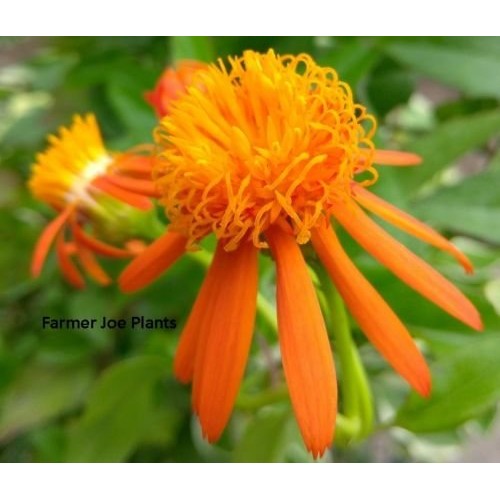 Mexican Flame Vine -Pseudogynoxys chenopodiodes - 1 Live Plant - Q...