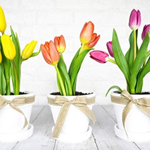 My Urban Crafts 4.7 Inch Plant Pots Indoor Set of 6 Round Ceramic ...
